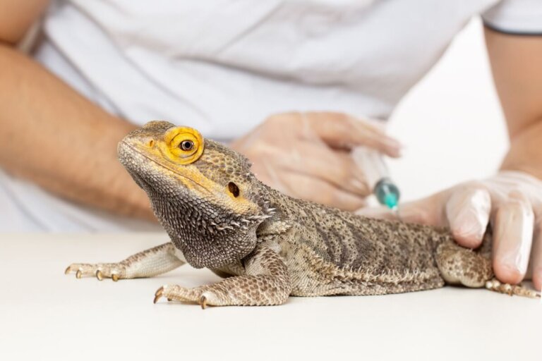 10 síntomas de enfermedad en reptiles