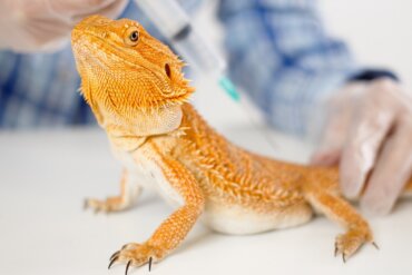 Prolapso cloacal en reptiles: síntomas y tratamiento