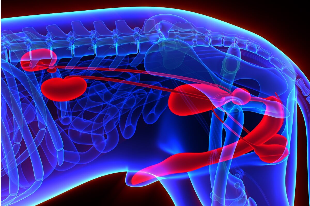La prostata di un cane.