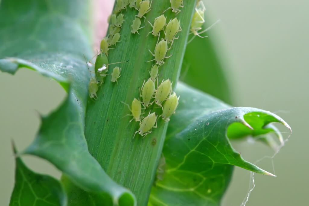 The life cycle of aphids.
