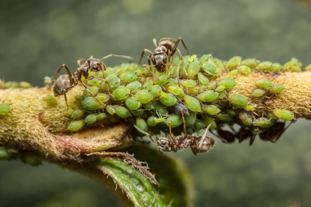 Afidi e formiche sono un chiaro esempio di mutualismo in biologia.