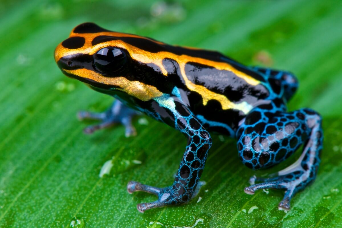 A black and orange frog.