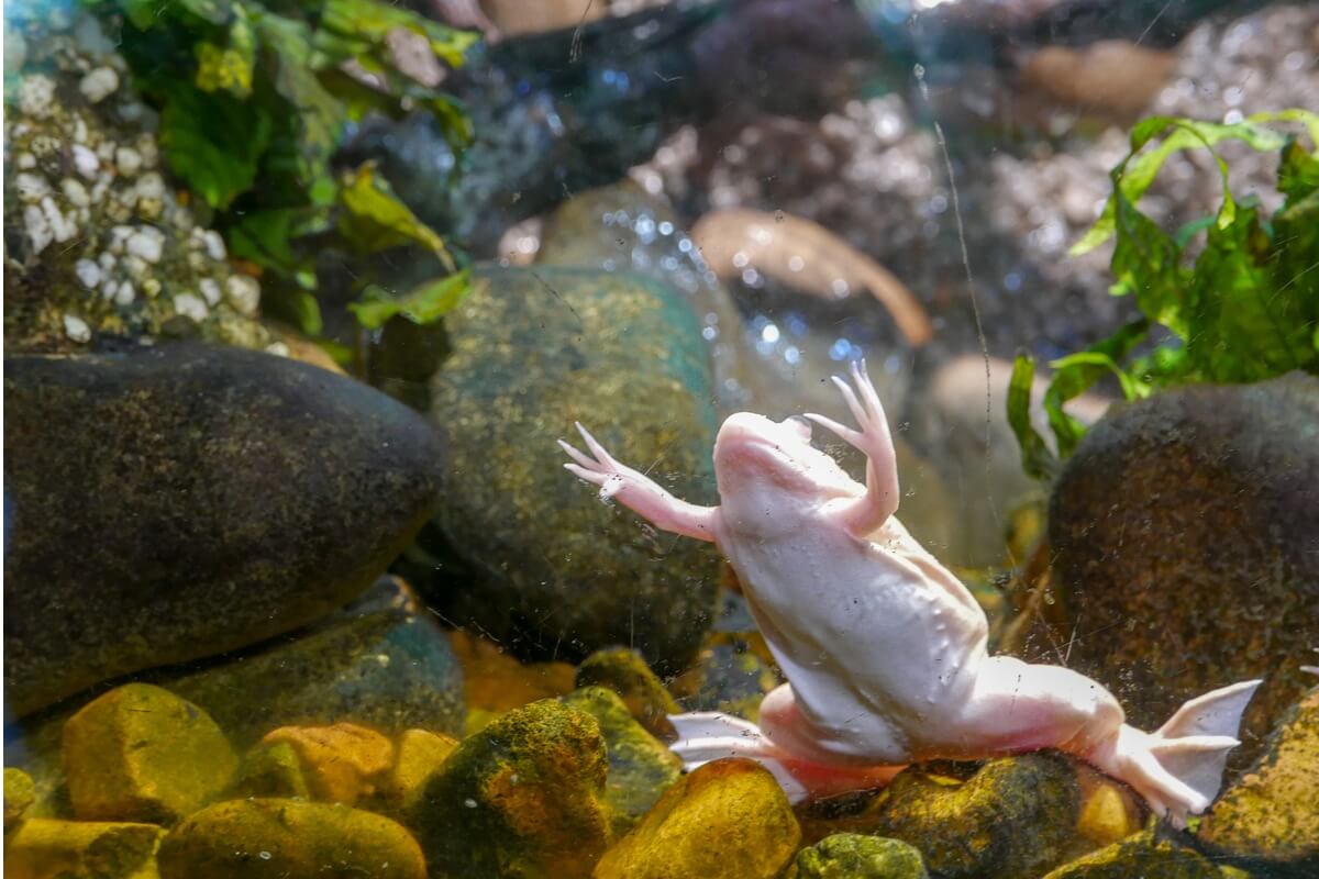 Una rana del género Xenopus.