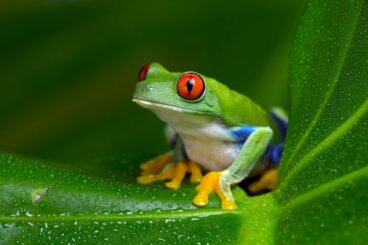Rana verde de ojos rojos: hábitat y características