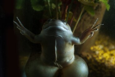 Rana de uñas africana: hábitat y características