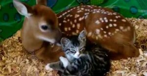Especial amistad de un ciervo y un gato