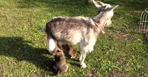 Sorprendente: cabra alimenta con su leche a una camada de perros