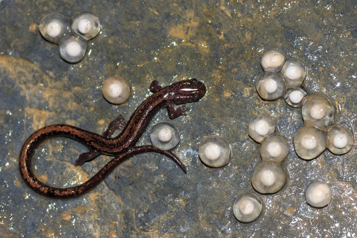 Types of salamander.