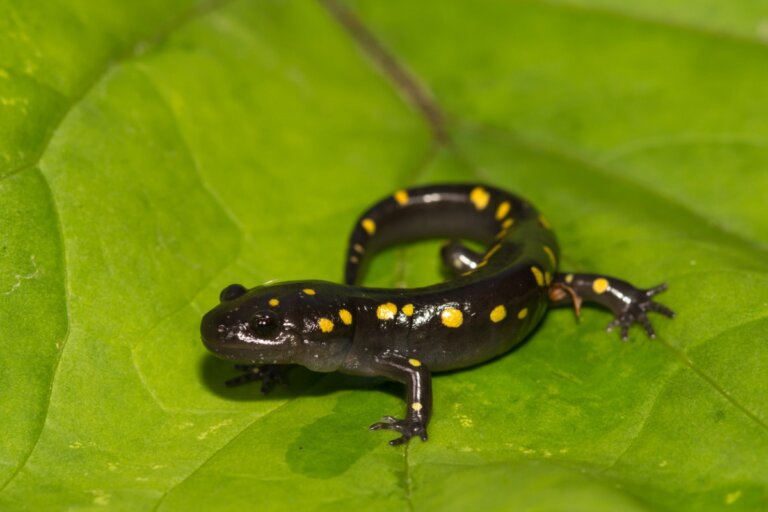 10 tipos de salamandras