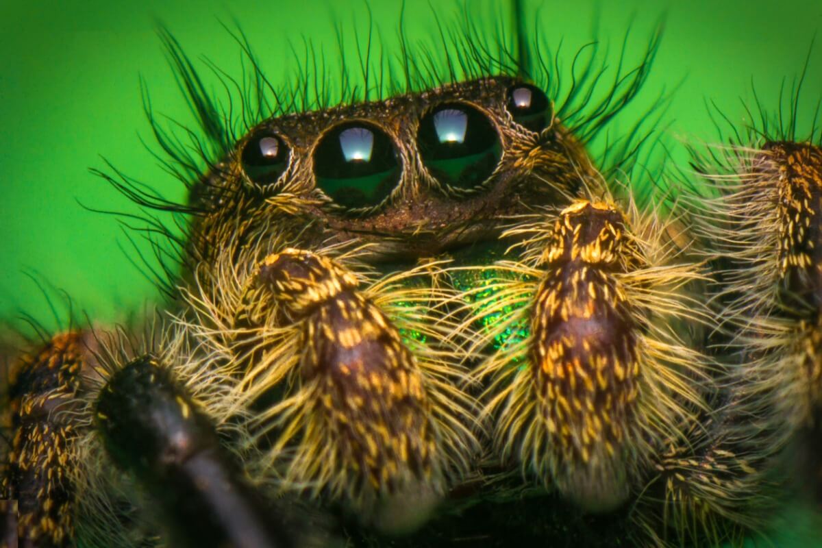 Uno de los ojos más hermosos y raros en el reino animal.