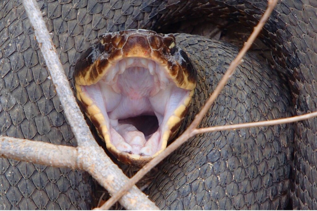 La estomatitis en reptiles ocurre, sobre todo, en serpientes.