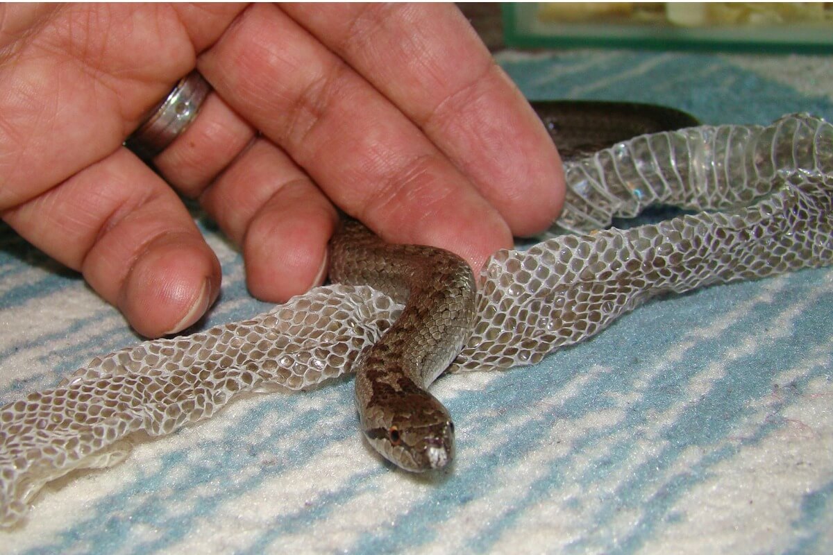 Una serpiente mudando de piel.