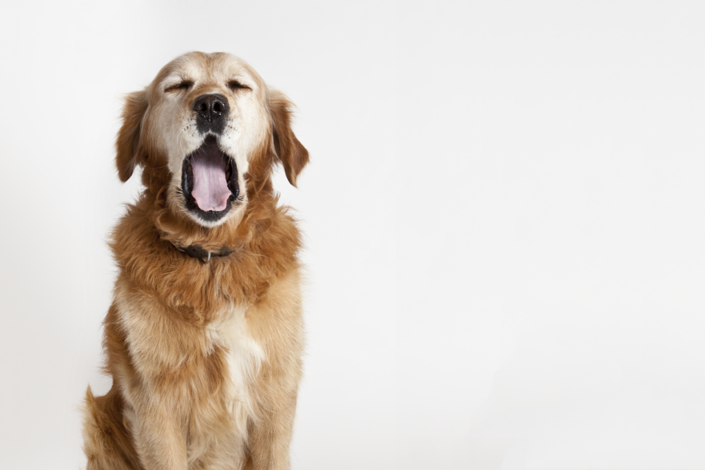 Diferentes significados del bostezo en los perros