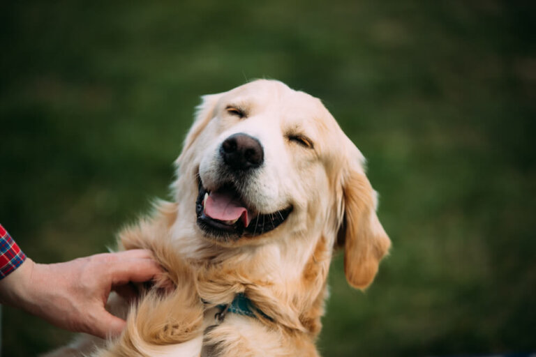Razas de perros a las que les encanta dar besos y abrazos
