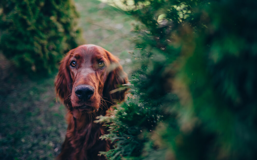 Setter irlandés