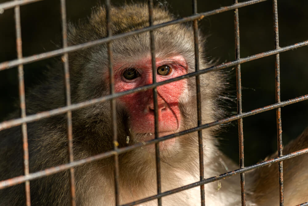 Primer país del mundo en cerrar los zoológicos y liberar a los animales