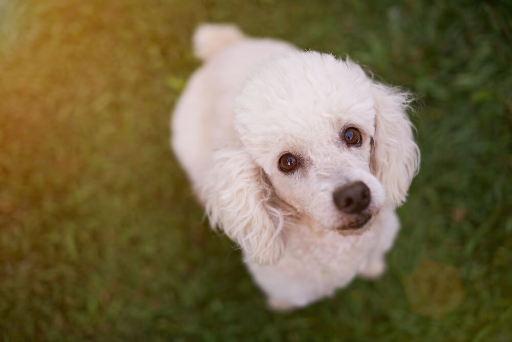 French Poodle