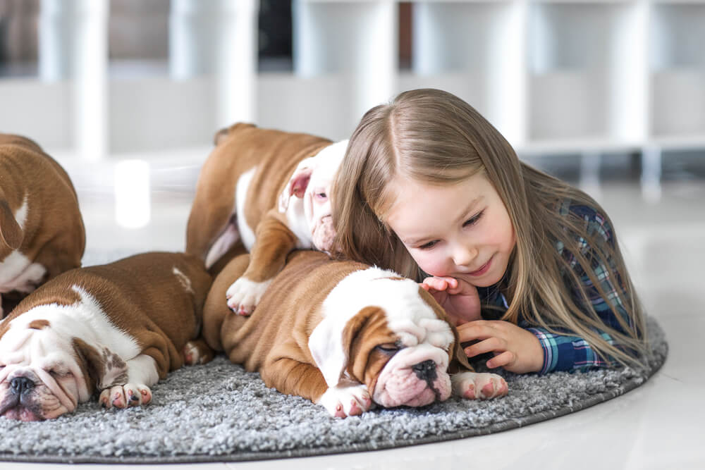 Perro Bulldog