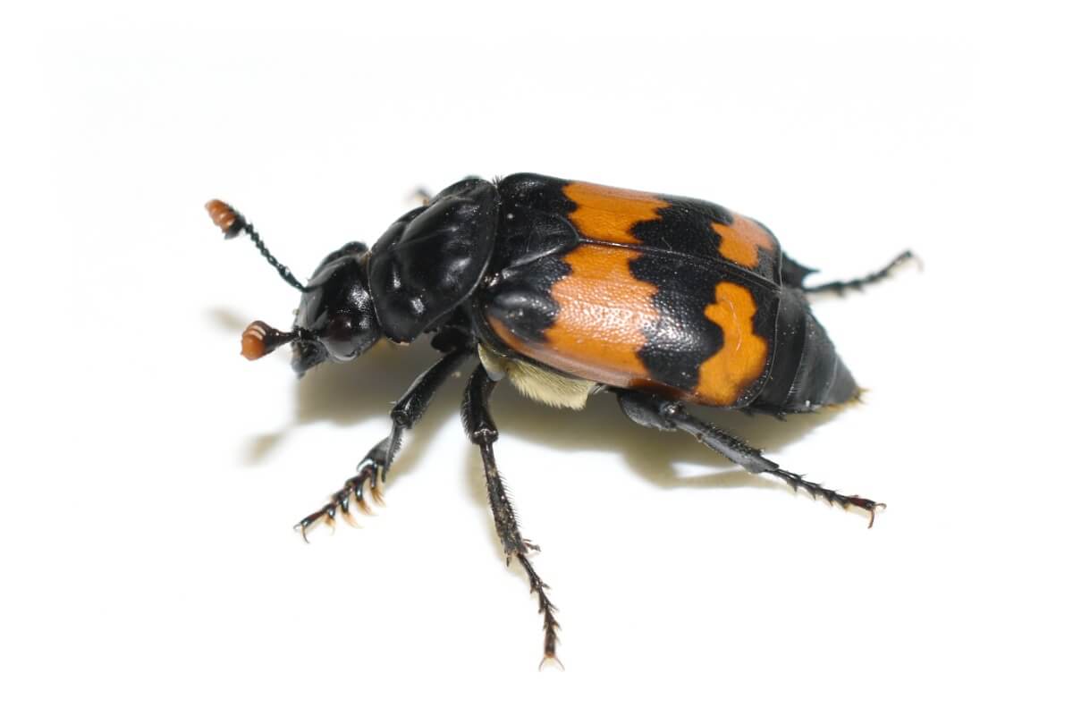 Totengräber - Insekten