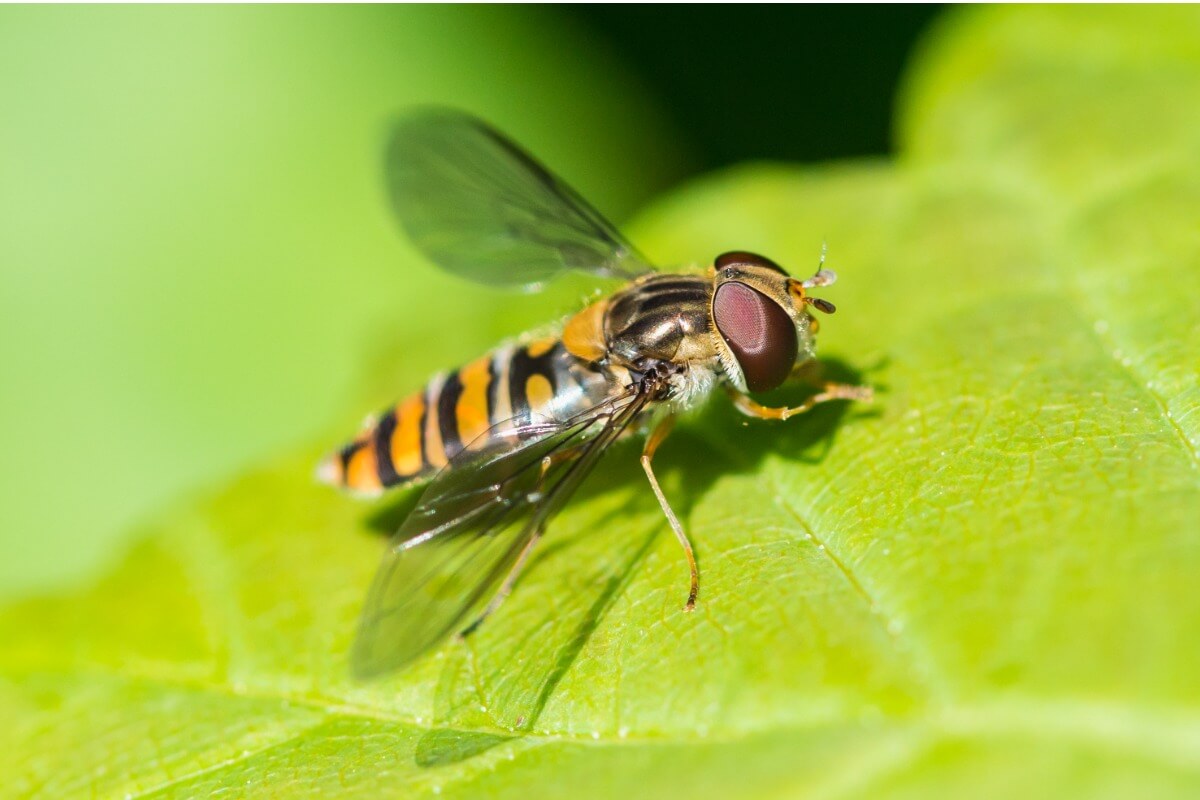 A syrphid or hoverfly.