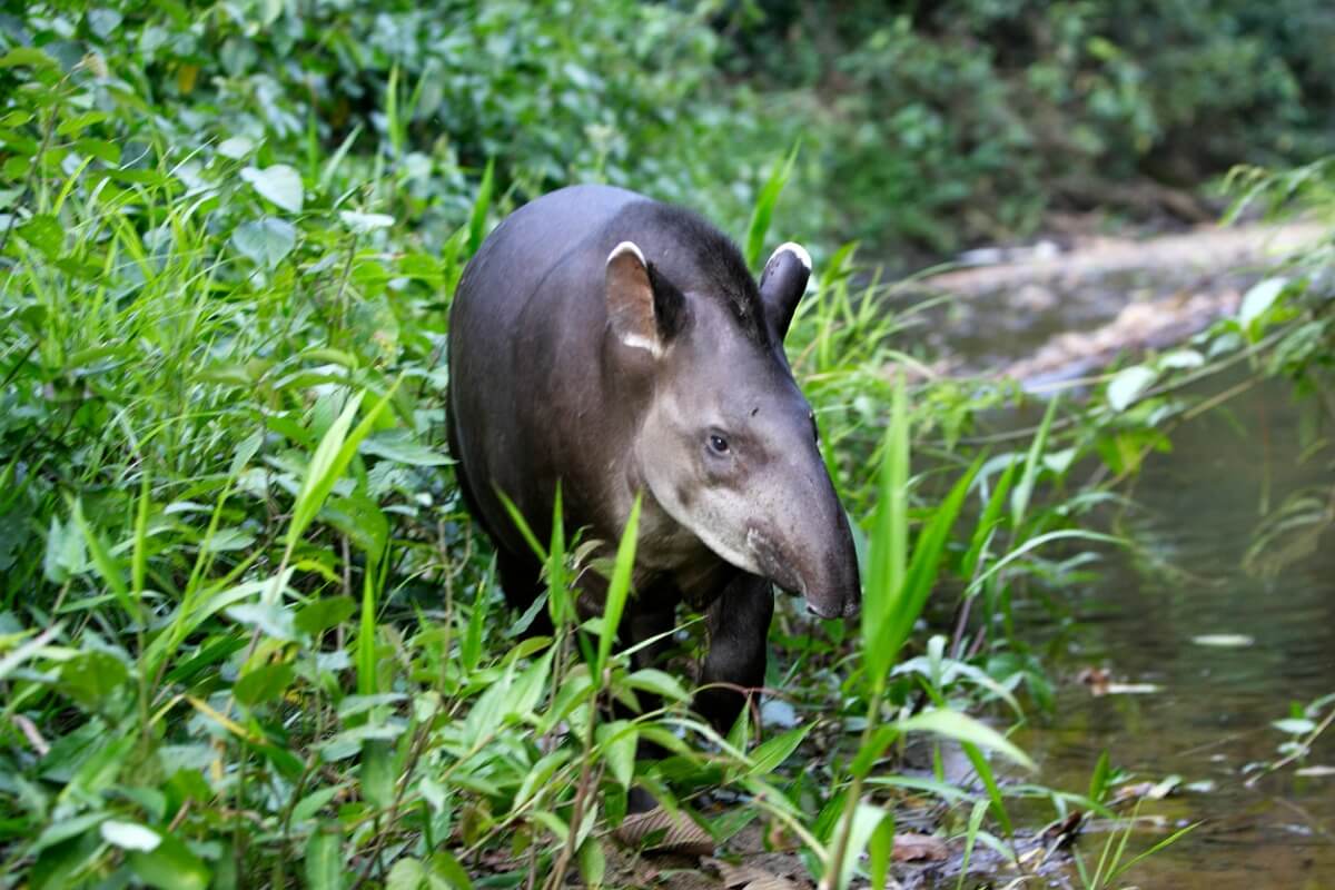 Uno de los animales más hermosos de Costa Rica.