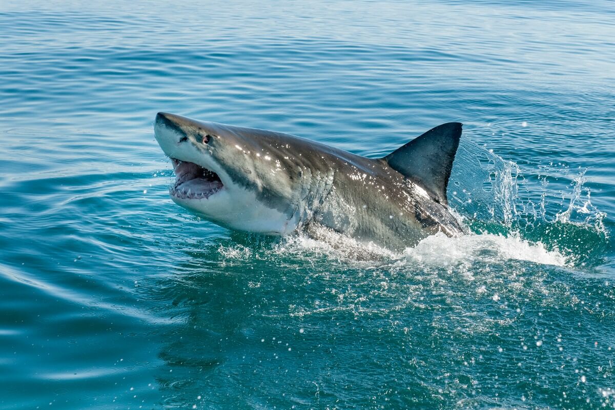 10 curiosidades de los tiburones