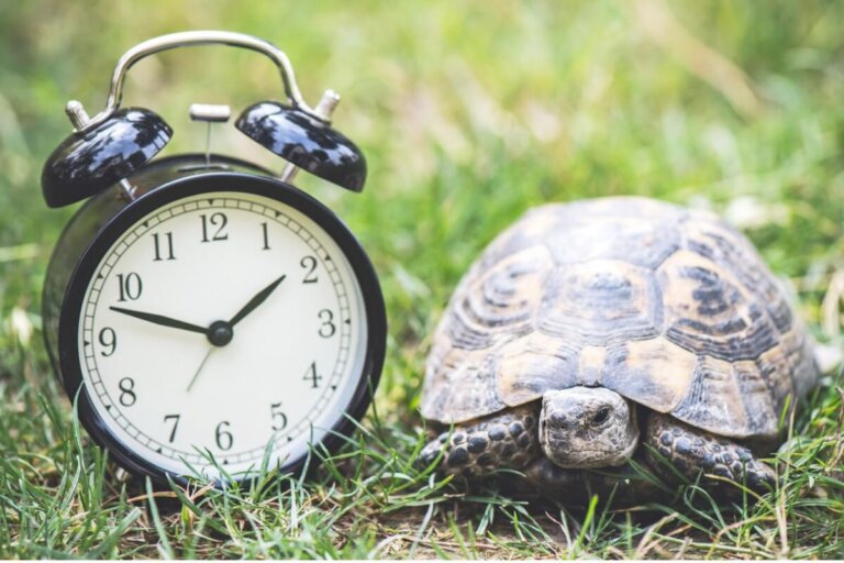 ¿Cuántos años vive una tortuga doméstica?