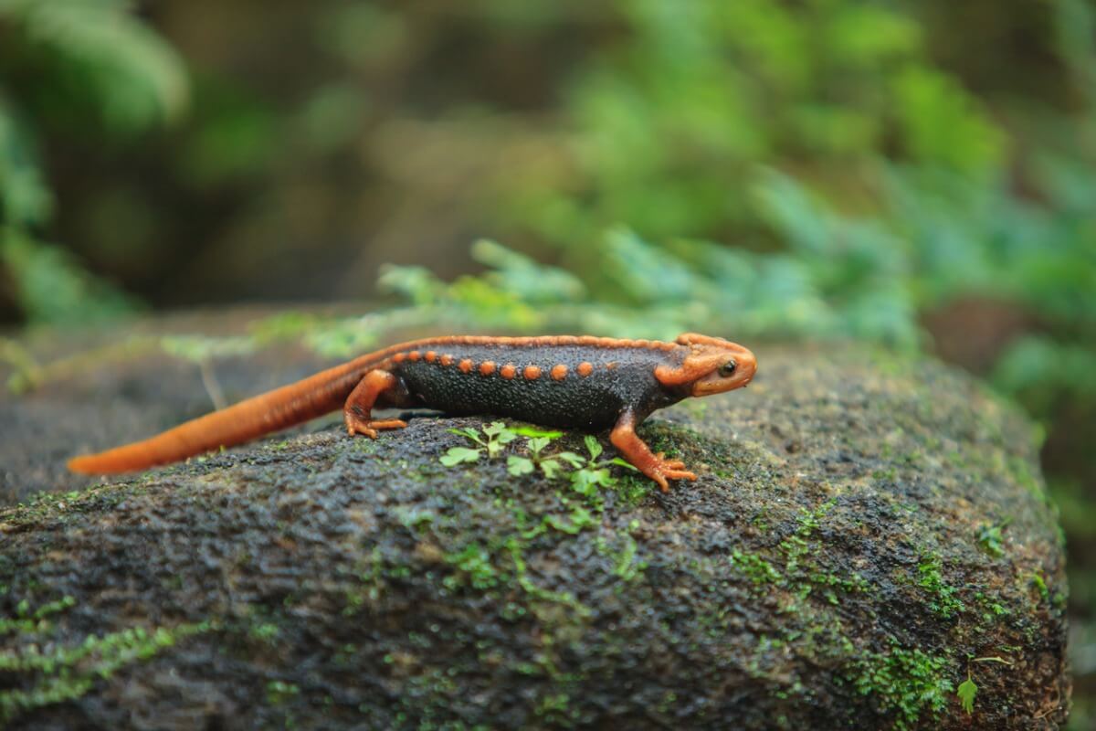 A salamander.