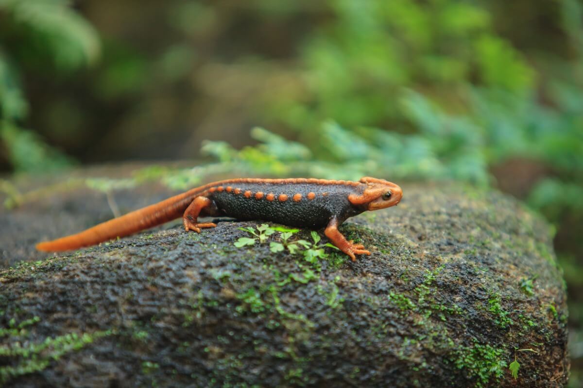 Uno de los tipos de salamandras.