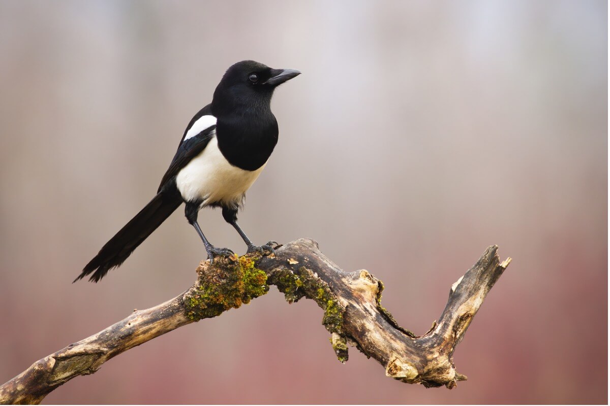 An magpie.