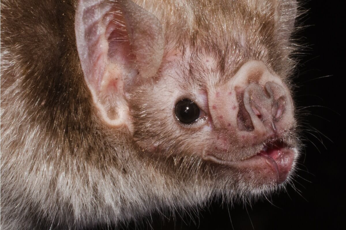 ¿Qué comen los murciélagos?