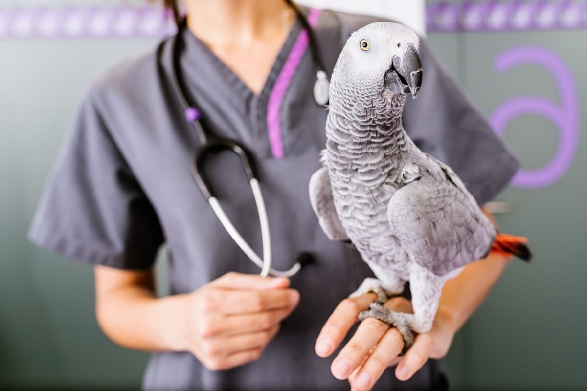 ¿Cuáles son los síntomas de desnutrición en pájaros domésticos?