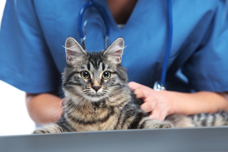 Nocardiosis en gatos: síntomas y tratamiento
