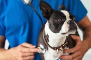 Bordetella en perros: síntomas y tratamiento