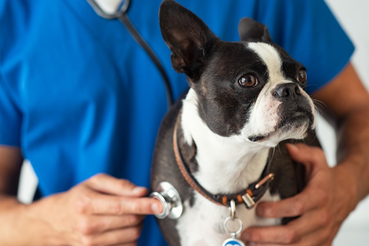 Un veterinario examina a un perro.