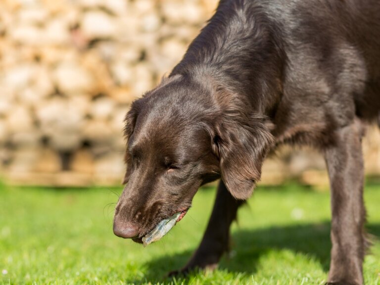 7 razones por las que tu perro vomita bilis
