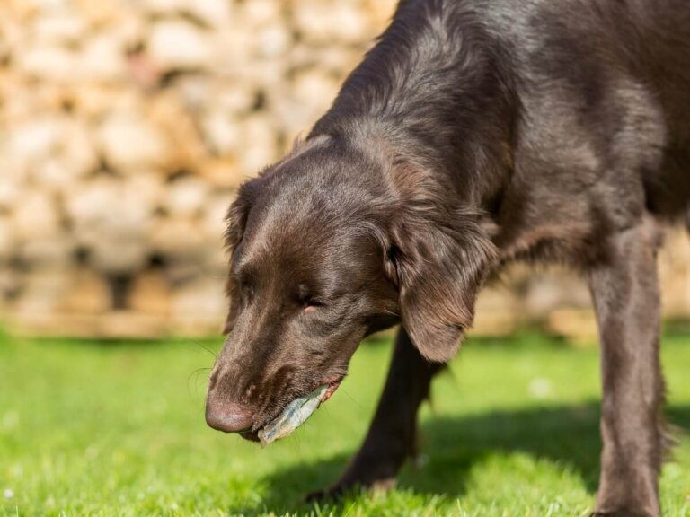 Vómito crónico en perros y gatos
