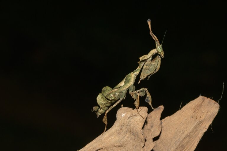 Mantis fantasma: hábitat y características