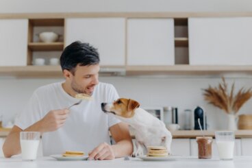 Aminoácidos y comida para perros