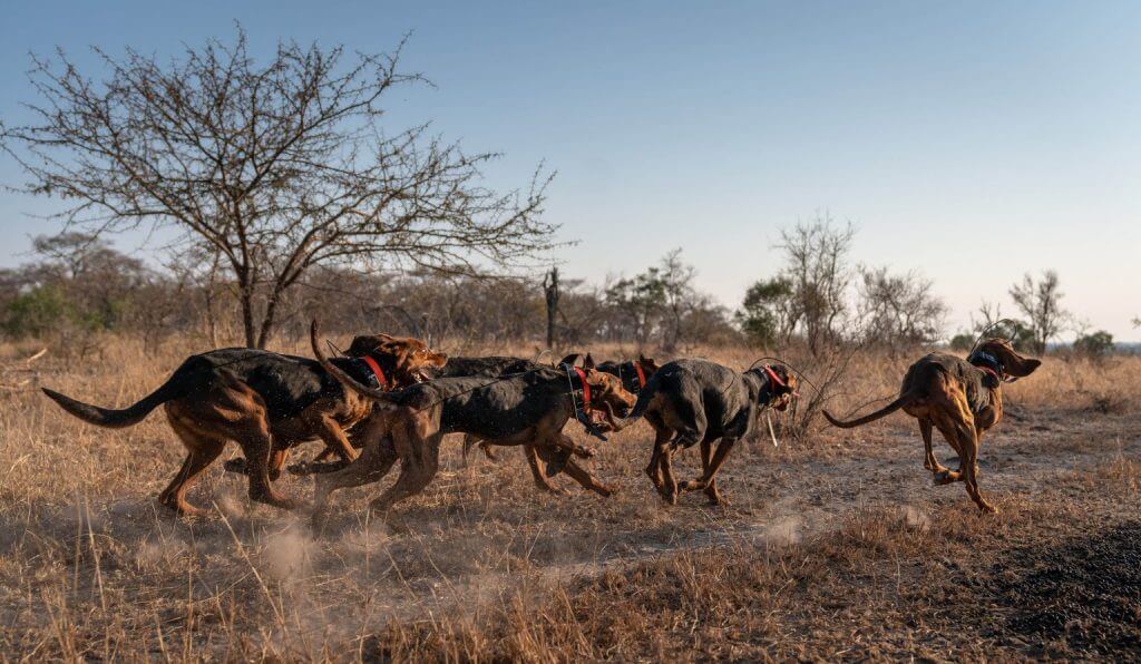 Chien protégeant les rhinocéros.