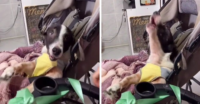 Vídeo: perrito con necesidades especiales se alegra al recibir carrito nuevo