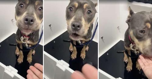 Mujer se encuentra a una perrita abandonada en un ático cuando hace aseo en una casa
