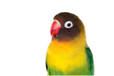 11 curiosidades sobre el agapornis