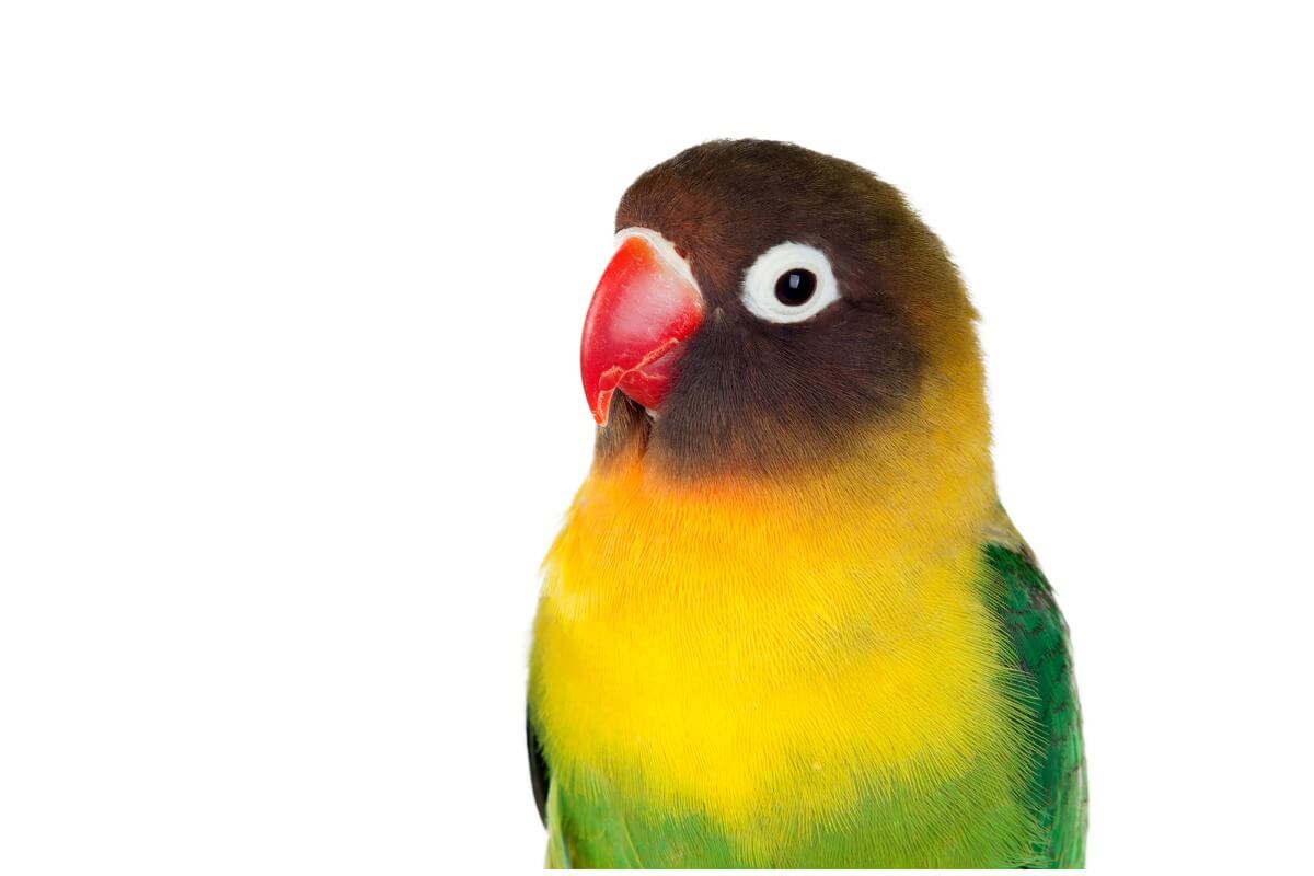 Existen muchas curiosidades de los agapornis.