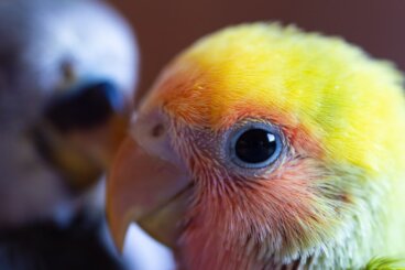 Enfermedades más comunes del agapornis