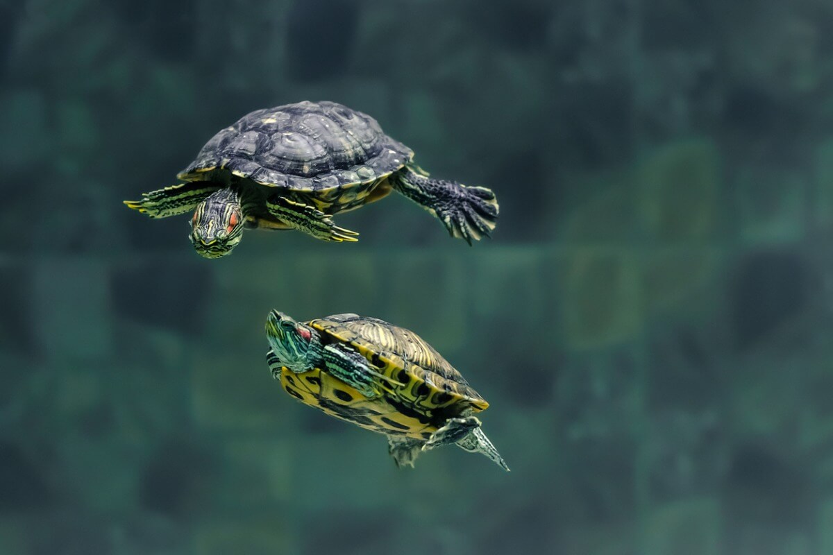 Comment se passe l'alimentation des tortues aquatiques ?