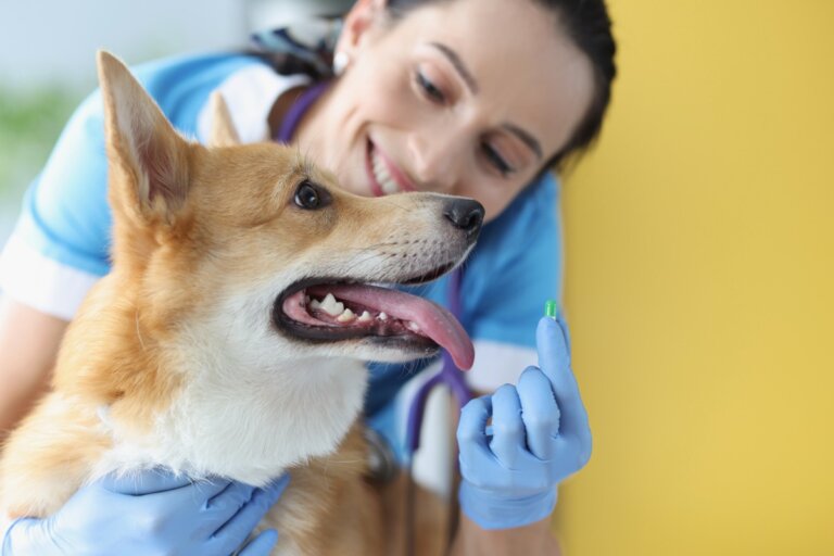 Alopurinol para perros: dosis y efectos secundarios