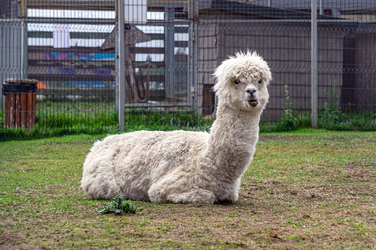 Un des plus beaux animaux du Pérou.