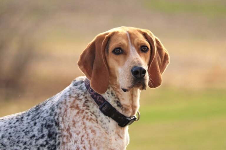American english coonhound: todo sobre esta raza