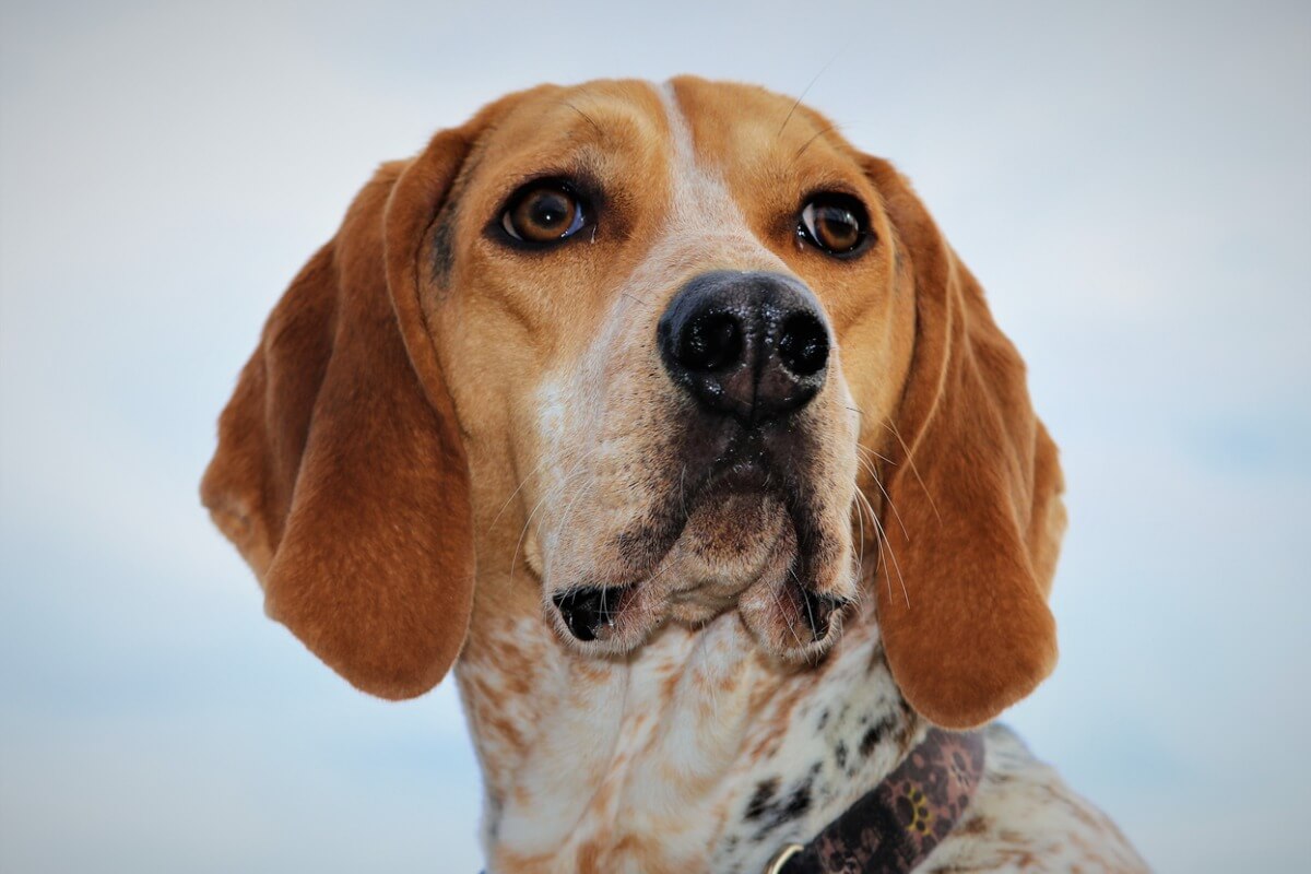An American English coonhound.
